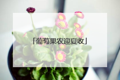 葡萄果农迎夏收